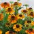 Helenium aut. hybr. Short n´ Sassy ®, Trädgårdssolbrud, P9cm