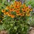 Helenium aut. hybr. Short n´ Sassy ®, Trädgårdssolbrud