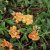 Helianthemum hybr. Orange Double, Solvända