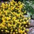 Helianthemum hybr. Sulphureum Plenum, Solvända, P9cm