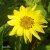 Helianthus annuus Lemon Queen, Septembersolros, C1