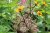 Heliopsis helianthoides Summer Pink ®, Dagöga, P9cm