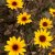 Heliopsis helianthoides Summer Pink ®, Dagöga, P9cm
