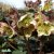 Helleborus x ericsmithii Winter Moonbeam ®, Julros, SQ1