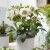 Helleborus x orientalis Double Ellen White Spotted, Turkisk Julros