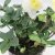 Julros - Helleborus Vit