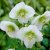Helleborus x hybridus White Lady, Hybridjulros