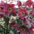 Helleborus x ericsmithii Frostkiss ® Anna´s Red ® (Abcrd02), Julros, C2