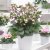 Helleborus x ericsmithii Frostkiss ® Glenda´s Gloss ®, Hybridjulros, P11cm