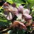 Helleborus x ericsmithii Winter Moonbeam ®, Julros, SQ1
