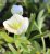 Helleborus x hybridus White Lady, Hybridjulros, SQ1