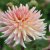 Dahlia Kaktus Henriette 1st