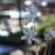 Hepatica acutiloba, Blek Blåsippa, P9cm