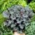 Heuchera hybr. Amethyst Myst, Alunrot, C13cm