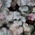 Heuchera hybr. Amethyst Myst, Alunrot, C13cm