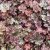 Heuchera hybr. Baby Bells ™ Cinnamon Glaze