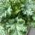 Heuchera hybr. Baby Bells ™ Lime Swizzle, Alunrot