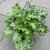 Heuchera hybr. Baby Bells ™ Lime Swizzle, Alunrot