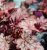 Heuchera hybr. World Caffé ™ Corretto, Alunrot, C13cm