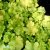 Heuchera hybr. Lime Marmalade, Alunrot, C13cm