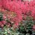 Heuchera hybr. Paris ®, Alunrot, C11cm