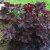 Heuchera villosa Palace Purple, Alunrot , C13cm