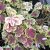 Heucherella hybr. Solar Eclipse ®, Klockvippa, C13cm