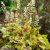 Heucherella hybr. Stoplight ®, Klockvippa