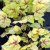 Heucherella hybr. Stoplight ®, Klockvippa, C13cm