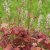 Heucherella hybr. Sweet Tea ®, Klockvippa, P9cm