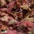 Heucherella hybr. Sweet Tea ®, Klockvippa, P9cm