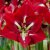 Amaryllis Barbados ®