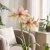 Hippeastrum Dance Valley ®