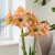Amaryllis Naomi