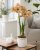 Amaryllis Naomi
