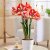 Amaryllis Pierrot ®