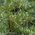 Hippophae rhamnoides Romeo, Havtorn