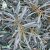 Hippophae rhamnoides Romeo, Havtorn, 40-50 C3