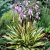 Hosta hybr. Cherry Berry, Funkia