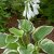 Hosta plantaginea Diana Remembered, Doftfunkia
