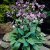 Hosta tardiana Halcyon, Blåfunkia