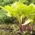 Hosta hybr. Fire Island