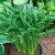 Hosta hybr. Praying Hands, Funkia, SQ1