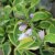 Hosta hybr. Wide Brim, Funkia