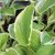 Hosta plantaginea Diana Remembered, Doftfunkia