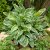 Hosta undulata Albomarginata, Brokfunkia