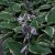 Hosta undulata Albomarginata, Brokfunkia, C13cm