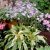 Hosta undulata White Feather, Brokfunkia