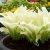 Hosta undulata White Feather, Brokfunkia