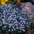 Houstonia caerulea Millard´s Variety, Porslinsstjärna, P9cm